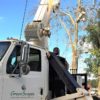 <a href="https://greenscapesky.com/ground-maintenance-services/tree-removal/">Tree Removal</a>